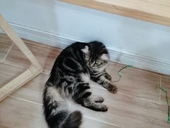 -李小姐の猫咖啡馆(五角场店)