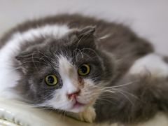 -飞行喵MR PILOT|猫舍·猫咖(静安大融城店)