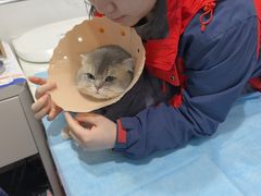 -伟伟宠物医院·CT影像中心·瑞派犬猫综合性门诊(汉口总院)