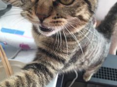 纳吉亚动物诊所-纳吉亚猫专科动物诊疗中心(蒋宅口分院)