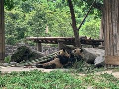 -都江堰中华大熊猫苑