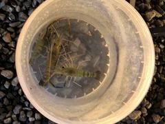 -DGE季风钓虾营地·团建·聚会