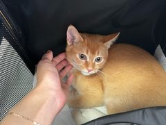 -瑞派福兴宠物医院犬猫全科·骨科·中西医结合(河东店)