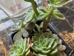 -宜昌富力皇冠假日酒店·咖啡1号西餐厅