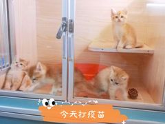 -十年猫舍·猫咪专门店(普陀店)
