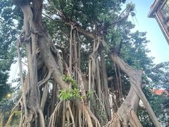 -集美学村