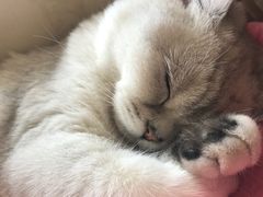 -芭比堂动物医院·犬猫全科·异宠专科(雁塔分院)