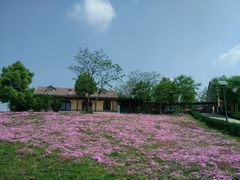 -大塘金香草谷