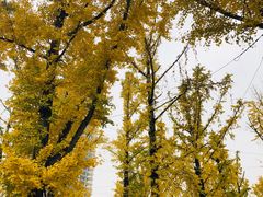 -百林公园-两江幸福广场
