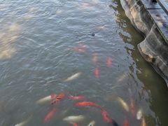 -大湾区中央湿地公园