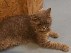 -猫色咖啡·猫咖