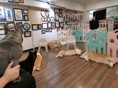 -柯斗斗主题餐厅·狗咖·围炉煮茶·茶饮(国瑞升平里店)