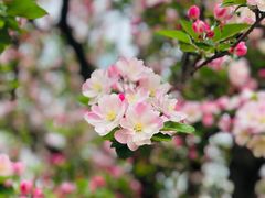 -海棠花溪(元大都城垣遗址公园)