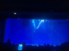 -芜湖新华联大白鲸海洋公园