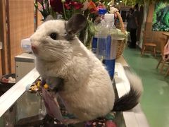 龙猫-藦茜花园宠物主题亲子互动体验馆(国顺东路店)