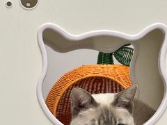 -Cappucimeow猫咪咖啡馆(韦伯时代店)