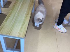 -藏猫猫咖啡主题馆(中央大道店)