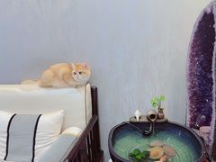 -猫大福·Fortune Cat猫舍(百子湾店)
