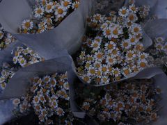 -循礼门鲜花花市(武汉循礼门店)