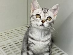 -lincat·猫舍(广州店)