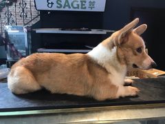 -more than meow吴止猫主题餐厅(承德 中船汇店)