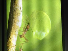 -上海昆虫博物馆