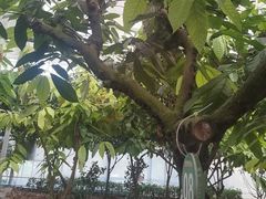 -歌斐颂巧克力小镇