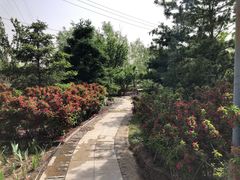 -石榴庄公园