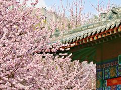 -桃花堤公园