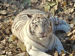 -石家庄市动物园