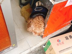 -春苗炸鸡