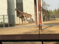 -辛玛王国游乐园