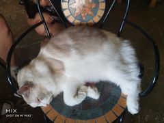 -猫猫幼稚园·撸猫·桌游·电玩
