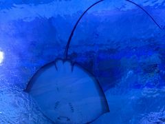 -海合安武汉极地海洋公园