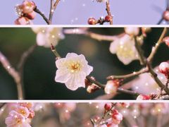 -梅花山(明孝陵内)