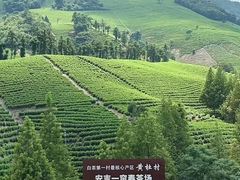 -白茶原·一片叶子