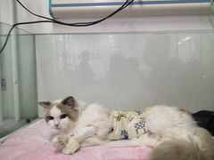 -达爱动物医院·犬猫分区·CT·复杂眼科(远洋山水分院)