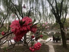 -泰丰公园