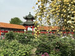 -曹州百花园