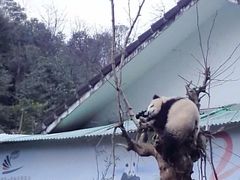 iphone_upload_pic-碧峰峡风景区