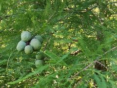 -墨尔本皇家植物园