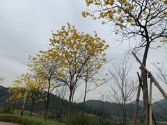 -田心森林公园
