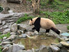 -都江堰中华大熊猫苑