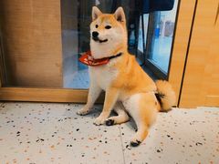 -逗柴咖啡屋·狗咖猫咖宠物桌游
