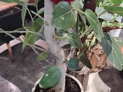 -邊渡咖啡