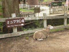 -神户市立六甲山牧场