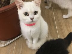 -李小姐の猫咖啡馆(五角场店)