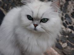 -喵屿·大理花园猫咖