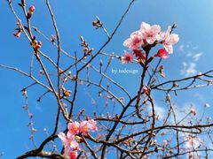 -顾村公园
