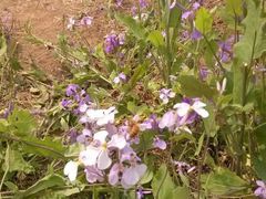 -北京东方普罗旺斯薰衣草庄园